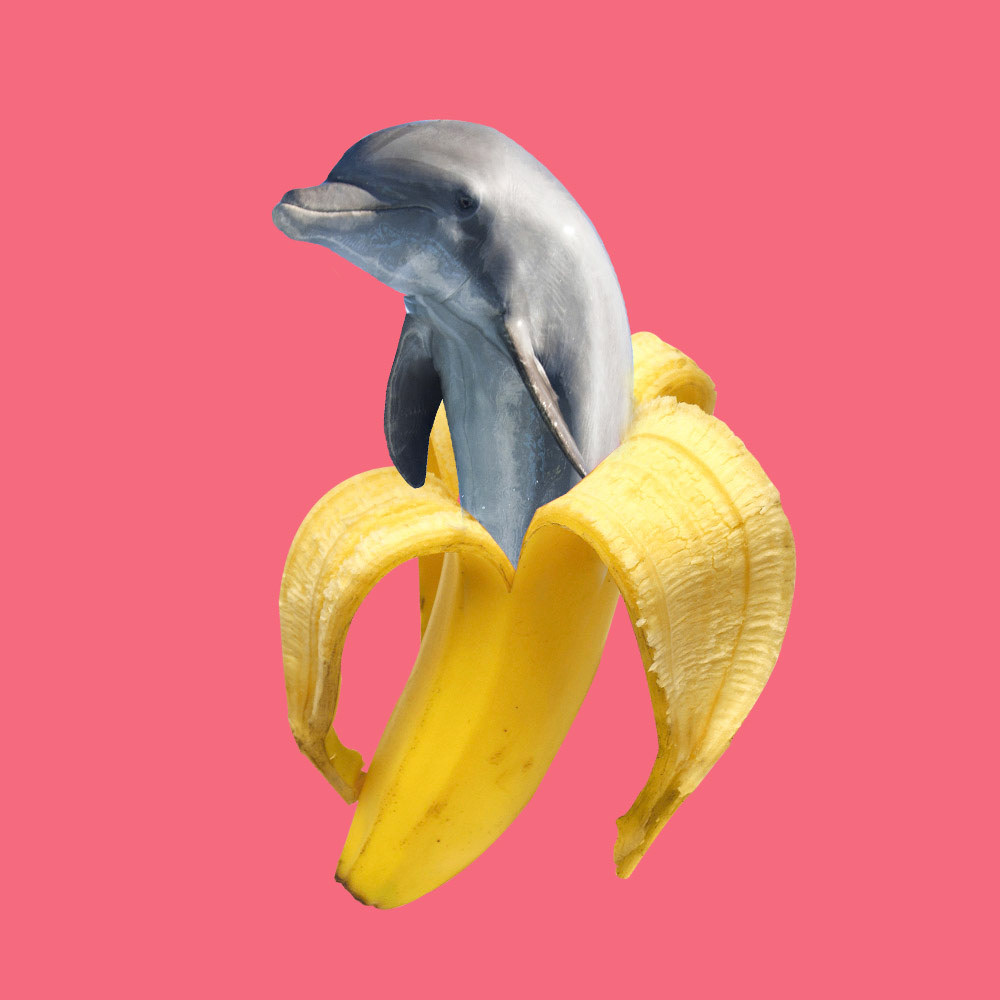 dolphin banana